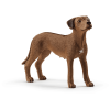 Schleich® Rhodesian Ridgeback 13895 -Kinderspielzeug Geschäft schleich rhodesian ridgeback 13895 a278678
