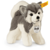 Steiff Husky Bernie, Stehend 17cm